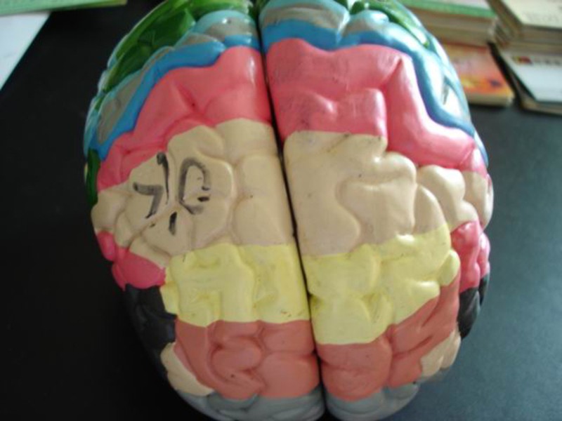 人體器官人腦模型