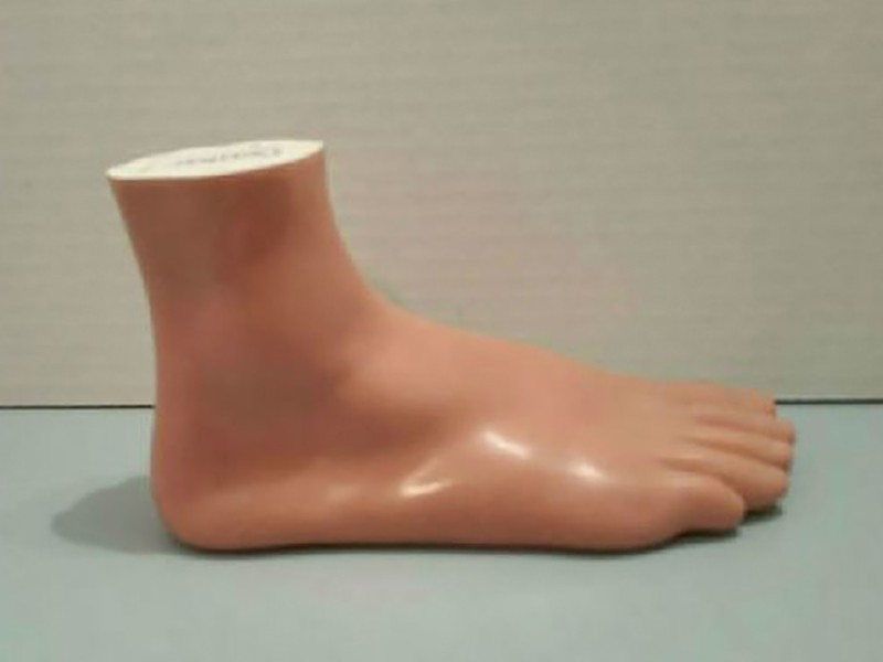 醫療器官腳模型